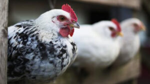 Bird flu: Russia detects first case of H5N8 bird flu in humans
