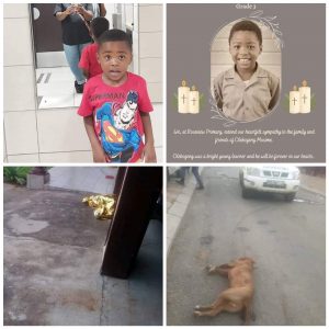 8-year-old boy mauled to death by neighbour’s pit bull in South Africa